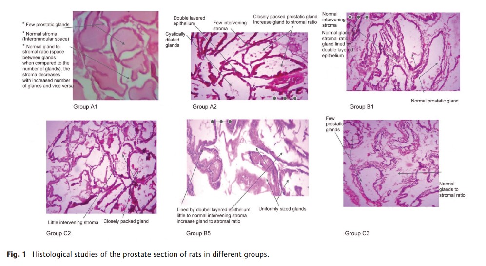 In Vivo and in Silico Assessment.jpg