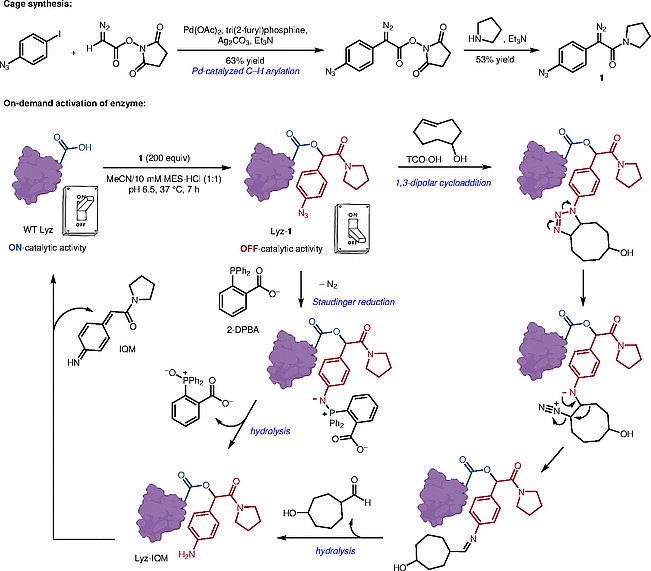 Controlling Protein Activity.gif