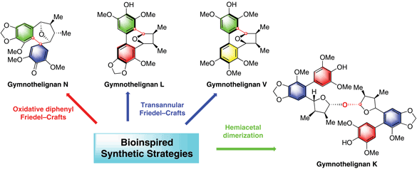 Bioinspired Total Syntheses of Gymnothelignans.gif