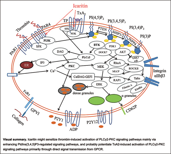 Icaritin Sensitizes Thrombin.jpg