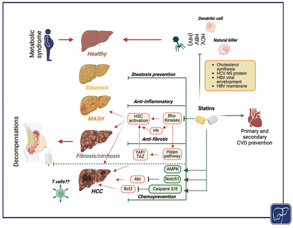 Statins in Chronic Liver Dise.jpg