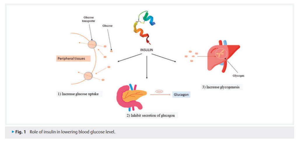 Thyroid Hormone.png