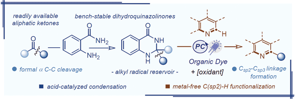 Organophotoredox-Catalyzed Oxidative.gif