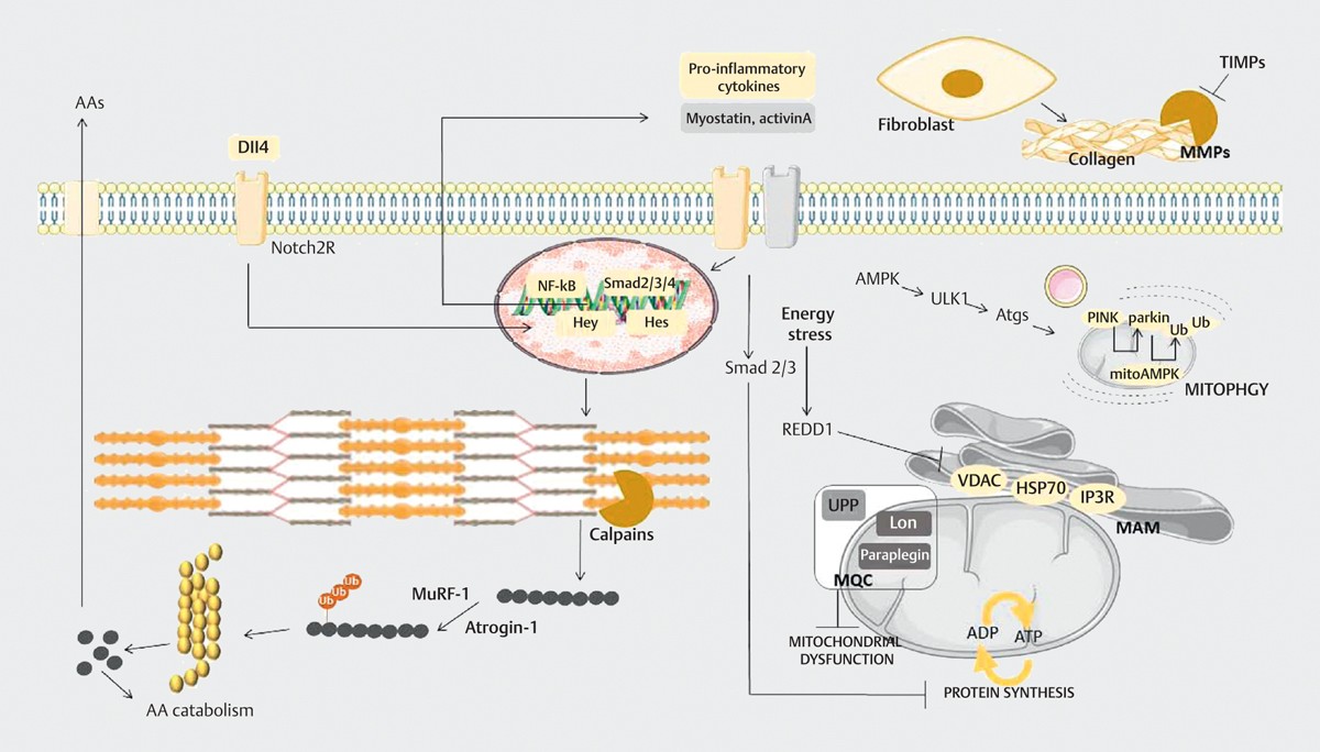 Protein Turnover in Skeletal Muscle.jpg