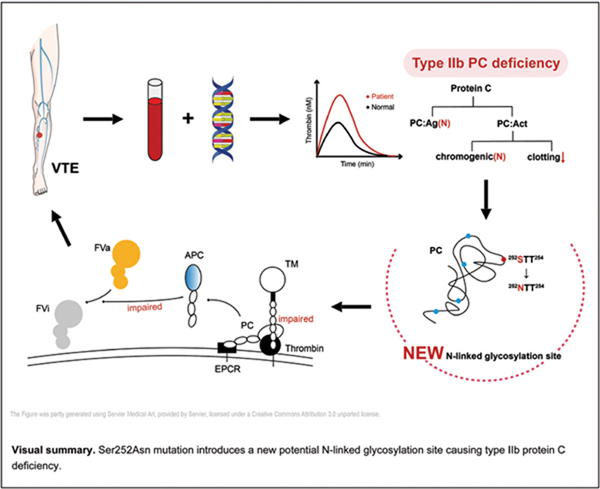 Ser252Asn Mutation Introduces.jpg