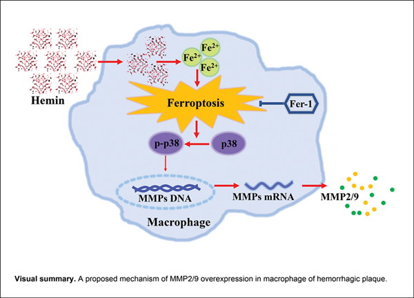 Macrophage Ferroptosis Promotes.jpg