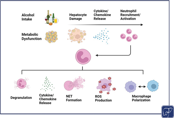 3-Role of Neutrophils.jpg