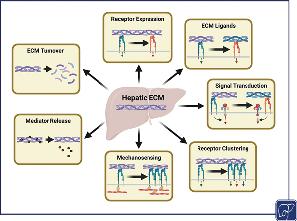 6-Hepatic Extracellular Matrix.jpg