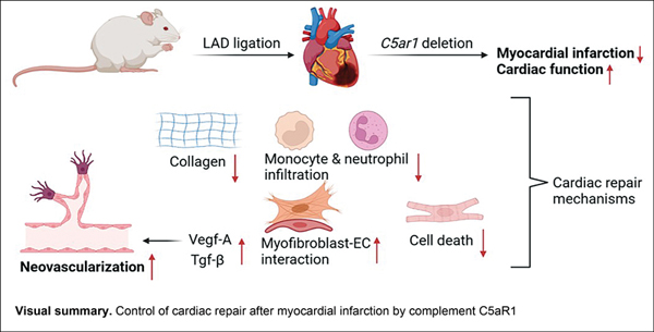 11-Cardiac Repair after.jpg
