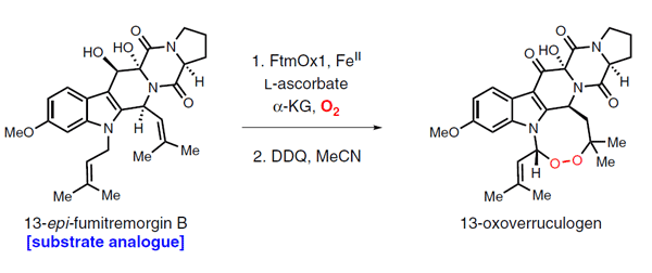 Synlett-Enzymatic Peroxidation.gif