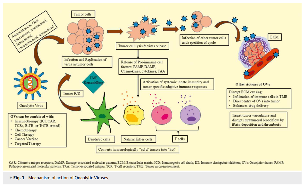 2-Infecting Cancer to Cure It 2.png