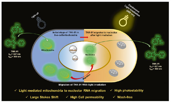 6909698c217cf.jpg Synlett_Phototriggered Migration.jpg