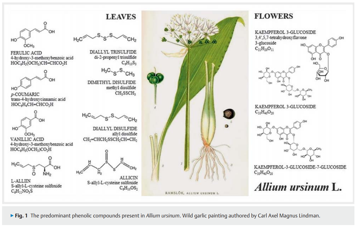 Allium ursinum as .png