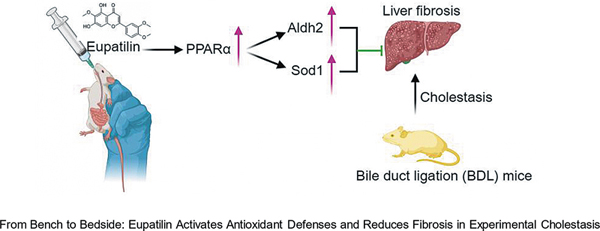 69a6385220051.jpg 10-1055-a-2676-2832-i2025047258oa-toc.jpg