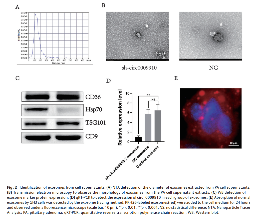 2-Exosome-Derived 2.png