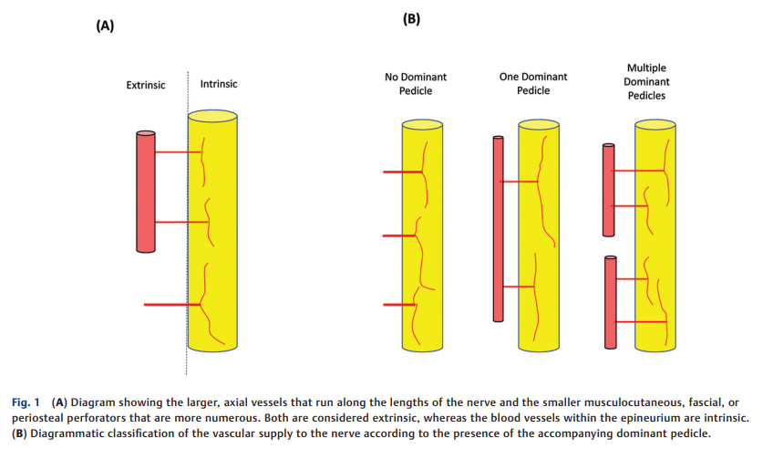 Free Vascularized Ulnar 2.png