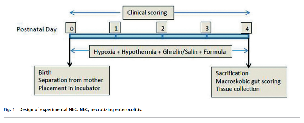 Investigation of Ghrelin Effects 2.png