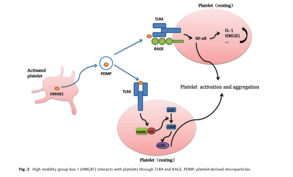 HMGB1–Platelet Interactions 2.png