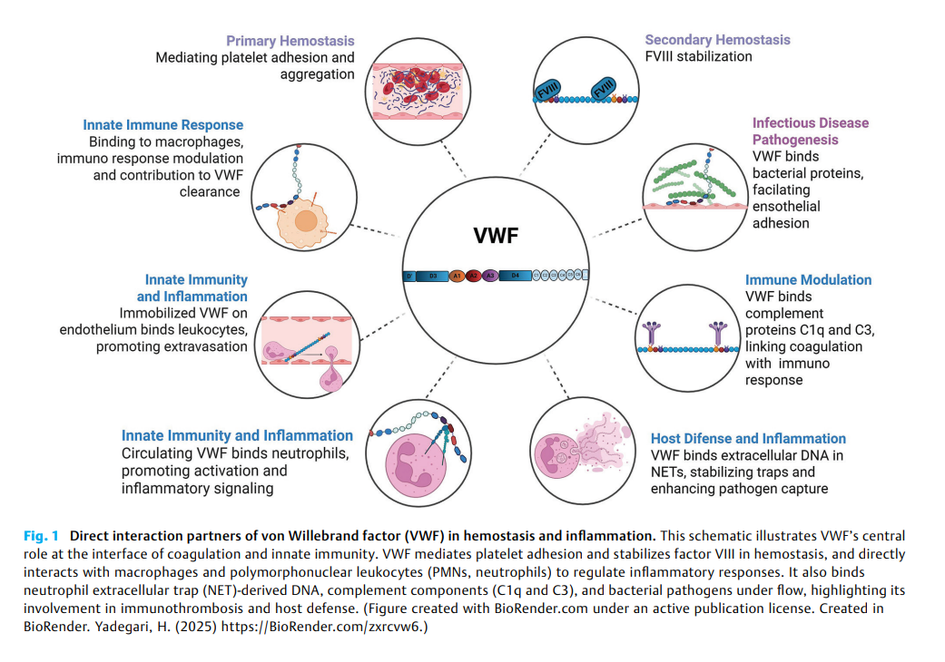 Von Willebrand Factor 2.png