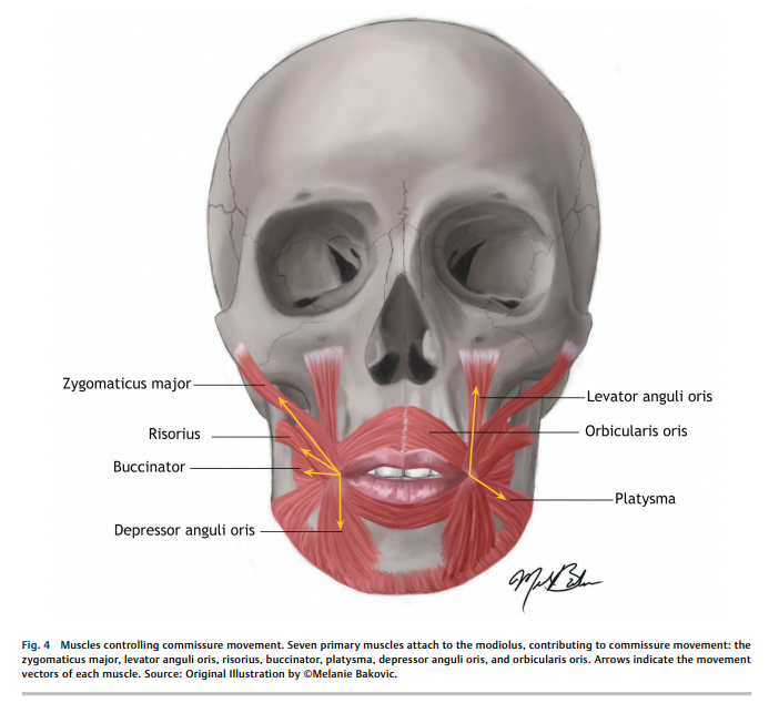 6a4b651b0fea8.png Evaluating Dynamic Smile Outcomes 2.png