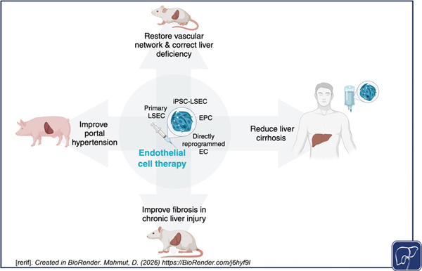 Endothelial Cell Therapy.jpg
